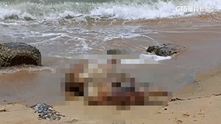 今年首例！　金門烈嶼海漂豬屍驗出非洲豬瘟