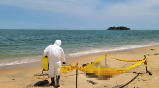 金門海漂豬屍驗出「非洲豬瘟」 暫停金門輸出豬產品