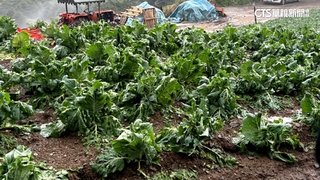 平地熱爆山區下冰雹　砸爛高麗菜農損飆破億元