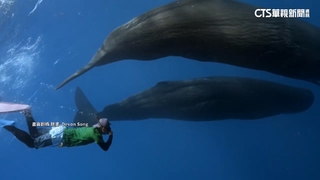 模里西斯「禁人鯨共游」　藝人彈頭觸摸曾引撻伐