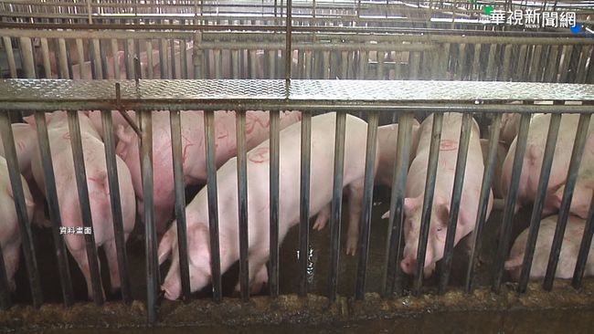 傳統豬瘟拔針屆週年　農業部有意向WOAH申請「豬瘟非疫國」 | 華視新聞