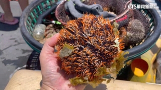 澎湖馬糞海膽開放採捕　志工：4月就被盜採過半