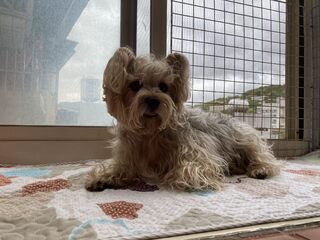 狗狗受雷聲驚嚇「開窗墜樓亡」　北市動保處：飼主過失致死最高可罰7.5萬