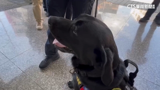 全台首隻！　電子產品偵測犬「Wafer」立功　助逮犯罪集團