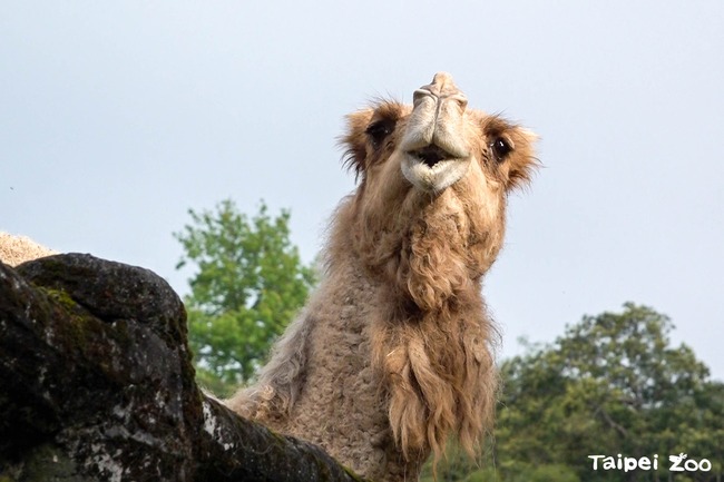 北市動物園僅存單峰駱駝「玉葉」離世　動物園感謝26年陪伴時光 | 華視新聞