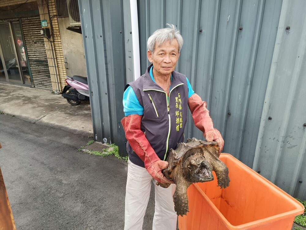 石門區尖鹿里長邱朝欉協助將鱷龜安置於儲水槽。圖／新北市動物保護防疫處提供