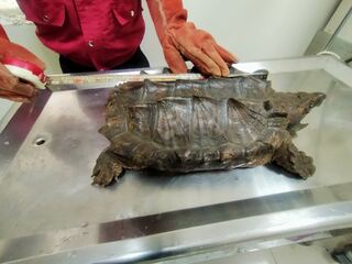 30公斤「龜界恐龍」現身馬路！穿梭車陣爬行 動保員急安置