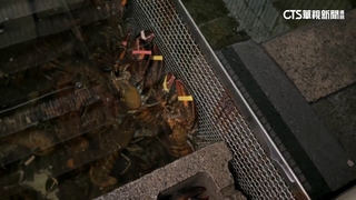 工廠失火波及海釣池　逾500隻龍蝦缺氧亡損百萬