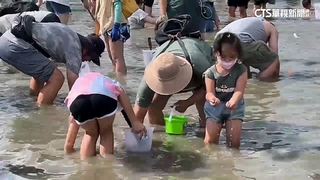 摸蛤兼洗褲！　3千多人七股挖文蛤　大人小孩洗海水浴