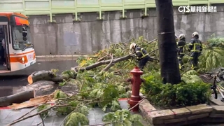 午後雷雨炸！　北市大安區樹倒一度占據車道