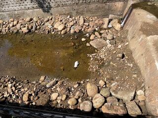 新北連續多起棄豬案　動保處揭「1行為」最高可罰100萬