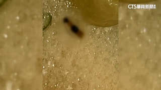 驚嚇！　酸菜魚浮出隱翅蟲　業者：致歉願賠償