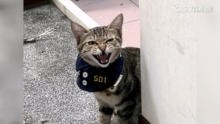 太呆萌！　台中貓警長爆紅　所方制定「擼貓守則」