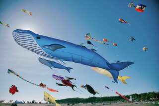 「2024旗津風箏節」7/20登場！　交通局籲「千萬別開車來」：搭渡輪最便利