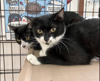 棄養3隻貓「丟賣場門口」　動保處重罰9萬、列黑名單