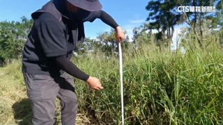 「雜草逾60公分開罰」　台東環保局稽查員艷陽下丈量