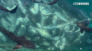 天熱海面驚見「水母羹」　海鱺疑吞水母大量暴斃