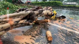 路樹重砸奪命！2停紅燈騎士傷　高雄女騎士亡