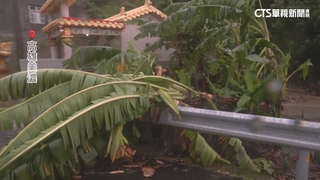 難擋強風豪雨　美濃香蕉園果樹遭連根拔起