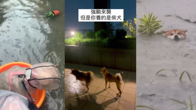 柴沒在怕！颱風天柴犬堅持外出上廁所　「奴柴們」苦笑：人柴兩濕 | 華視新聞