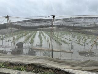 凱米掀慘況！彰化50%農田泡水　損失金額估破3億