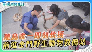 離島唯一即刻救援 前進金門野生動物救傷站｜華視新聞雜誌