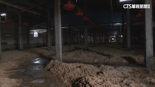 彰化二林鎮慘淹　雞舍2萬隻小雞泡水.損失近百萬