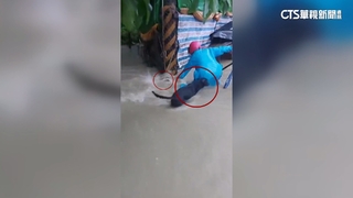 凱米重創南台！愛心狗園慘淹　志工睹浪犬被沖走