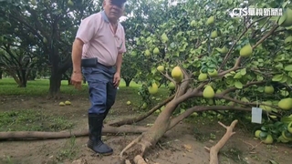 採收前遭颱摧殘！老欉文旦園　落果滿地樹也倒