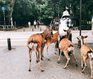 中遊客用「鹿大便仙貝」餵奈良鹿　日網友看不下去一招反擊 遊客急逃離