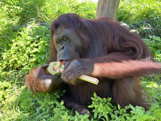 壽山動物園紅毛猩猩「咪咪」辭世！　保育員悼念不捨 | 華視新聞