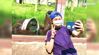 圈粉小戴！　　壽山動物園人氣紅毛猩猩「咪咪」離世