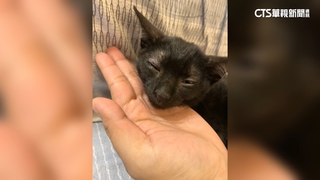 3個月幼貓被愛心領養　卻遭借住友虐致死引公憤