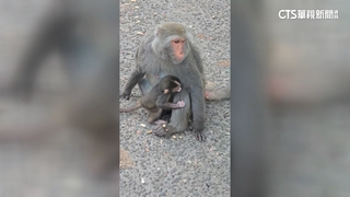獼猴大軍下山　颱風後高雄柴山.壽山頻傳搶食