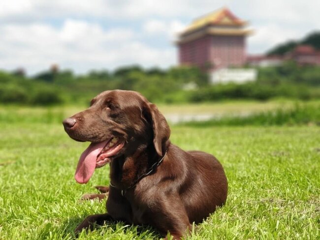 雙北愛狗人士看這！6警犬、搜救犬退役 開放申請領養 | 華視新聞