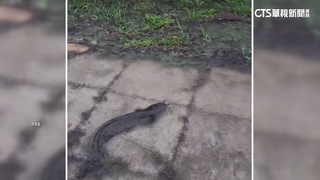 奇景！一級颶風「戴比」襲佛州　鯰魚被吹上岸