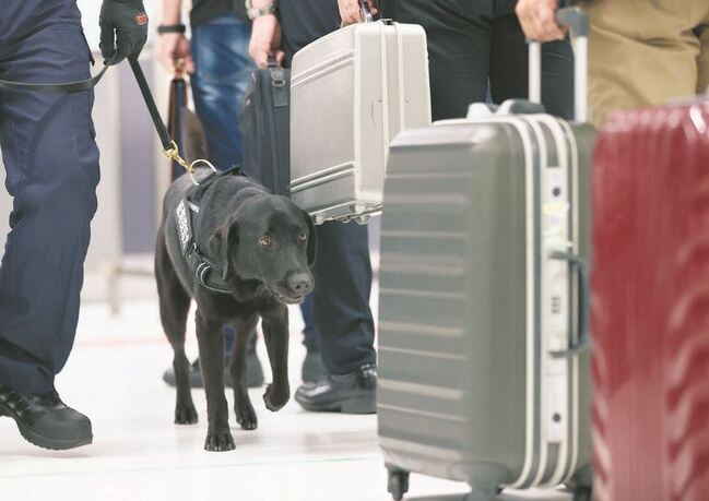 成田機場啟用「紙幣探知犬」　加強安檢新措施 | 華視新聞