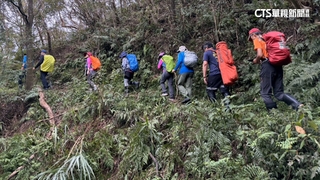 內平林山傳蜜蜂螫人　6遊客被攻擊1人無法行走