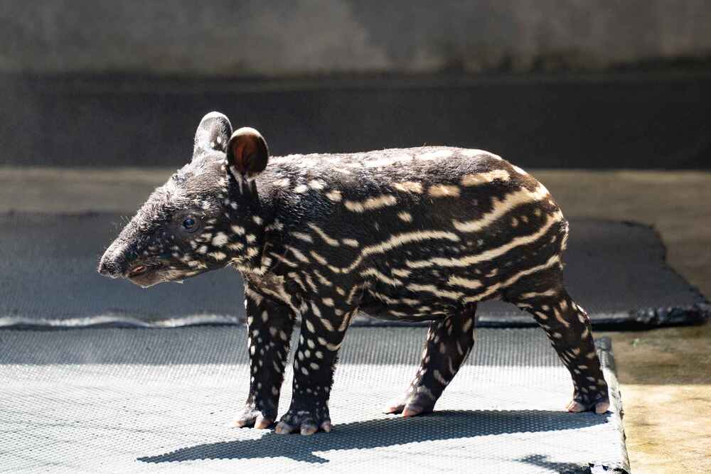 圖 / 北市動物園 提供