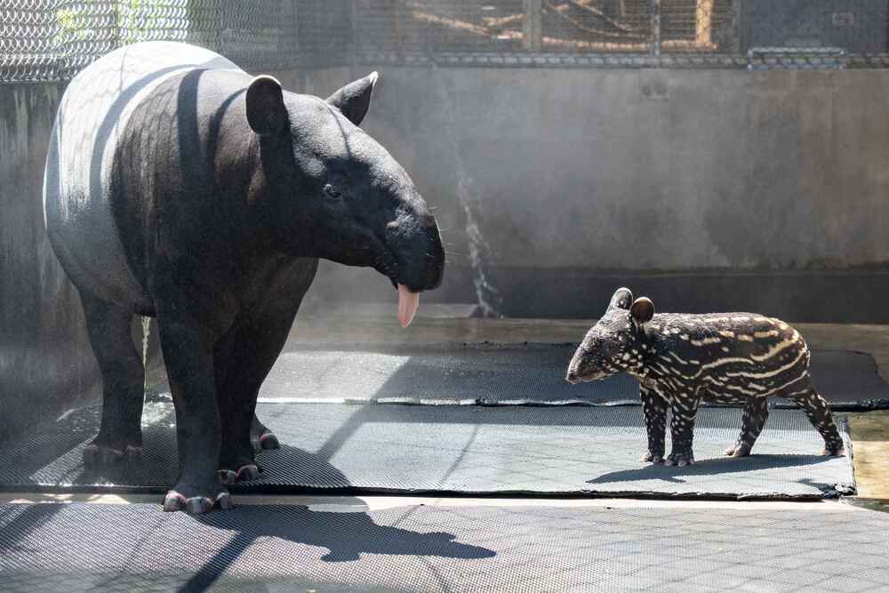 圖 / 北市動物園 提供