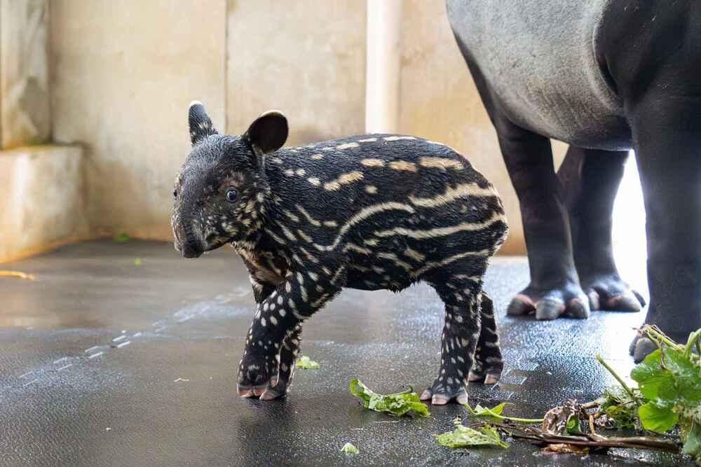 圖 / 北市動物園 提供