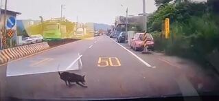 駕駛趕上班撞傷狗「直接開走」　吞3萬罰單