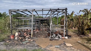 高價鹿角蕨溫室遭火噬　園主痛心：損失逾50萬