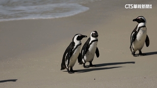 華文永續報導獎　華視新聞雜誌獲3項入圍