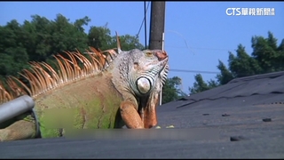 「綠鬣蜥防治講習」網路報名僅3天挨轟　南市府喊冤