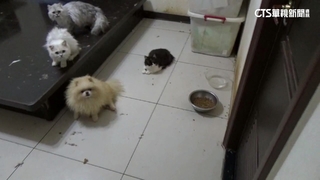 遭控養逾30貓狗惡臭不理　聲樂家同居人：不實指控