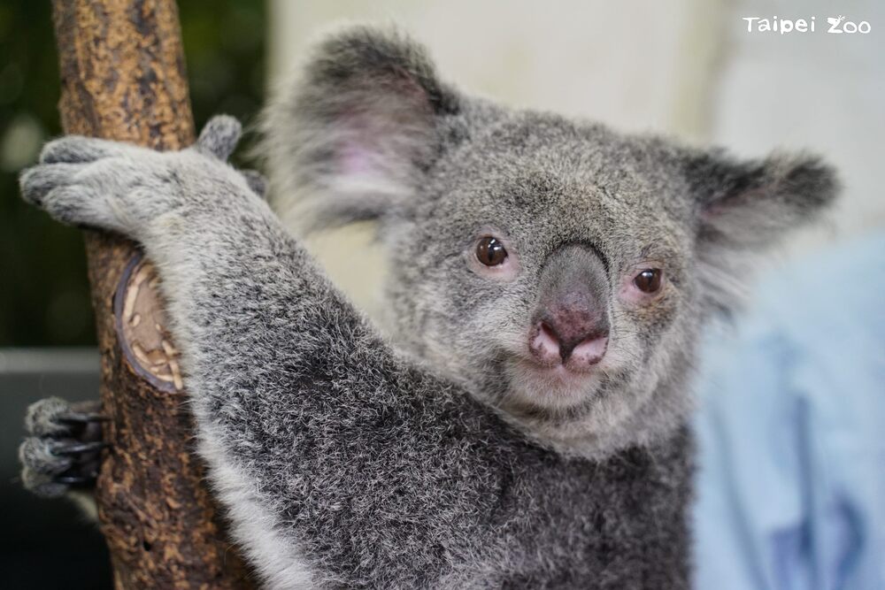 無尾熊「Tiwi」圖 / 台北市動物園 提供