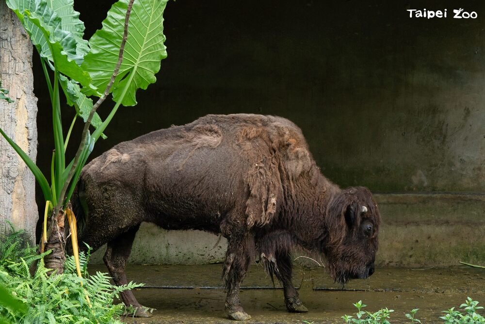 美洲野牛「角娃」圖 / 台北市動物園 提供