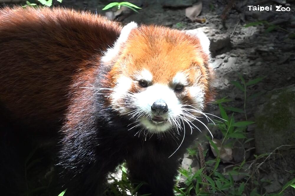 小貓熊「歡歡」圖 / 台北市動物園 提供