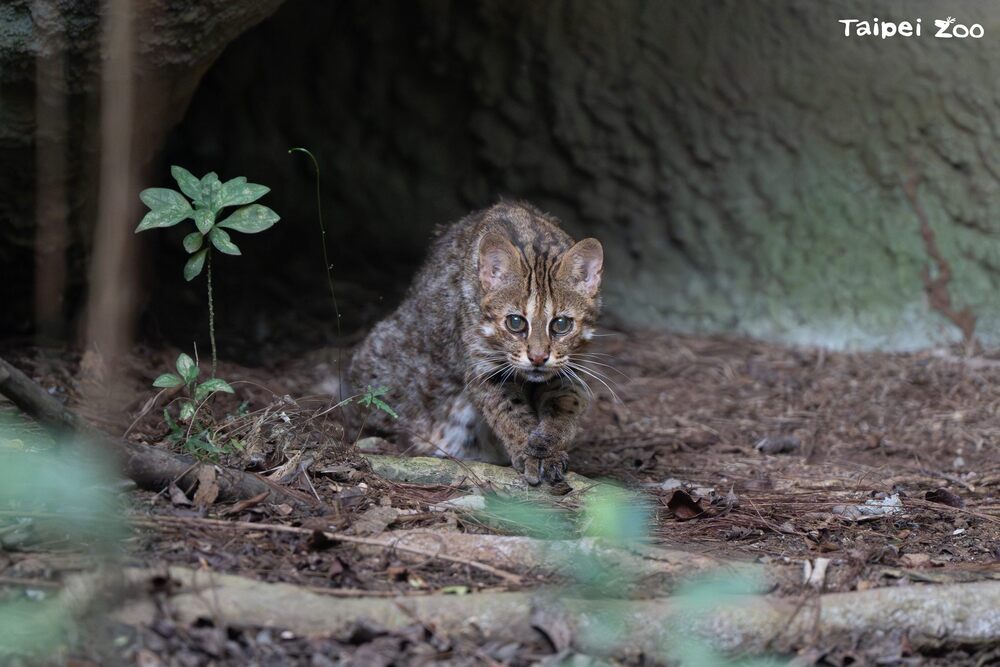 石虎「小母」 圖 / 台北市動物園 提供